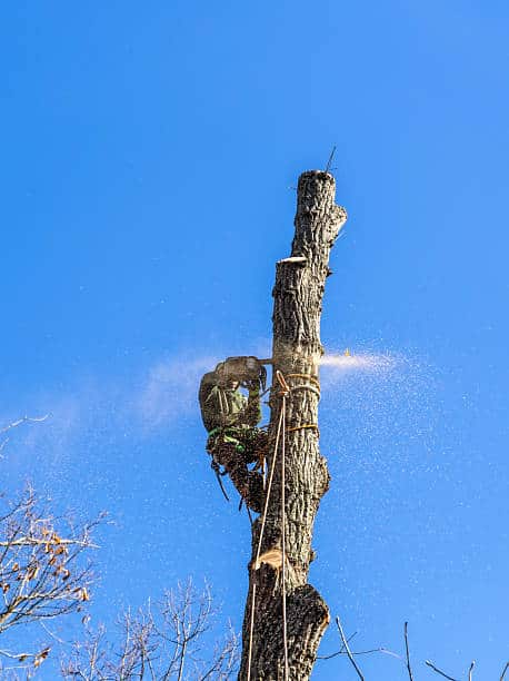 Collin Brown, Owner and Arborist, Columbia Tree Care