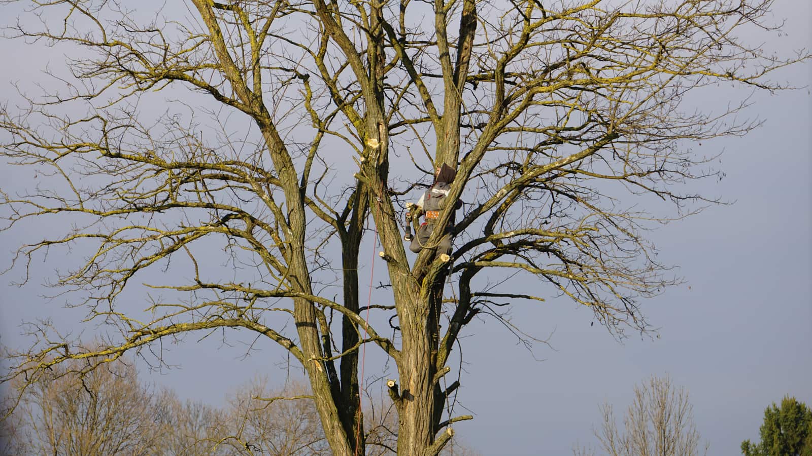 Completed tree work