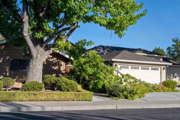 Emergency tree care and removal