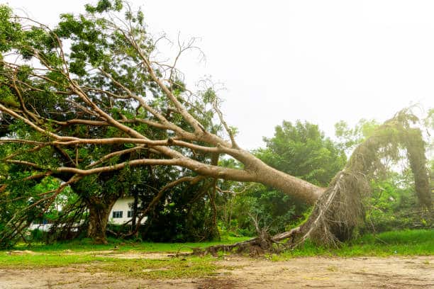 Land clearing and site development