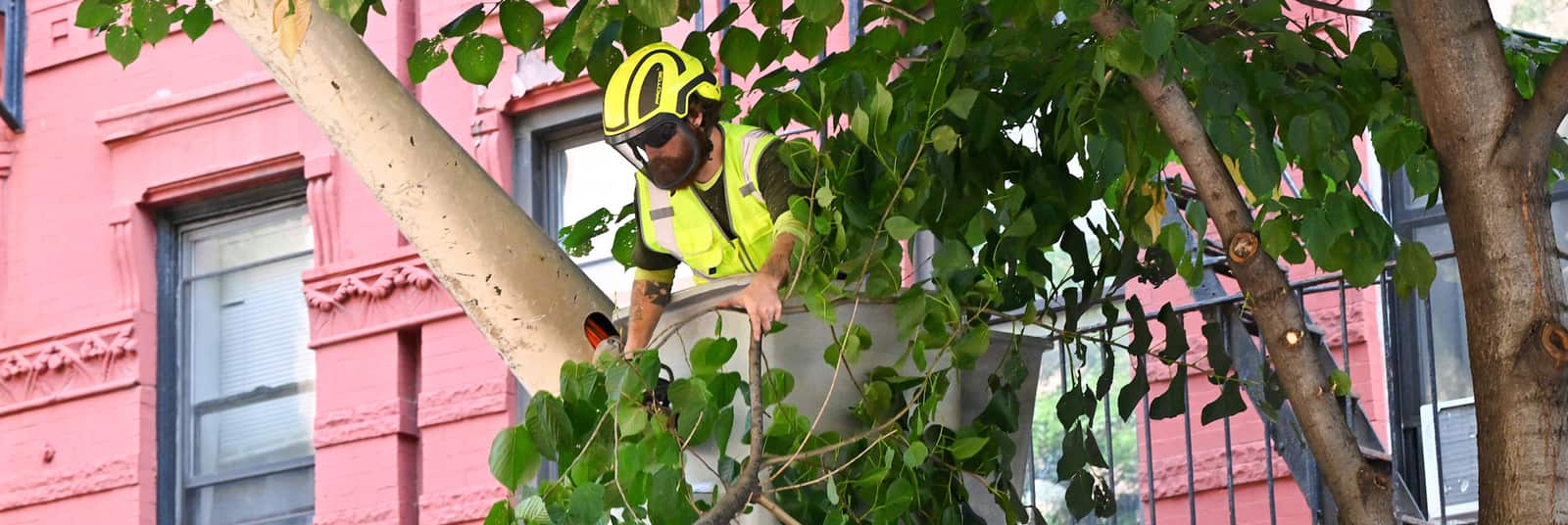 Tree health and fertilization