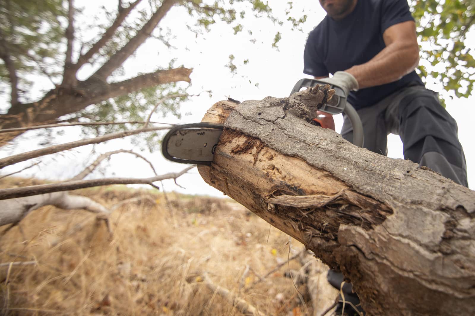 Tree removal