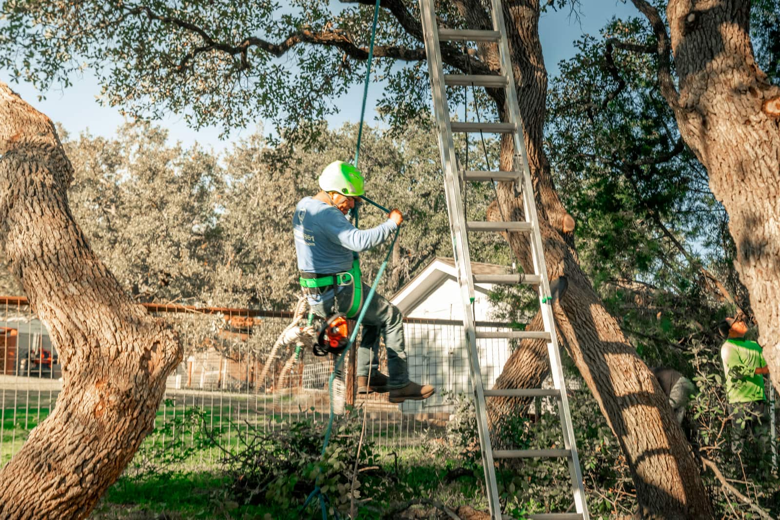 Tree trimming and beautification